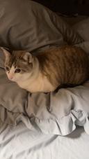 16166