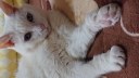 16194
