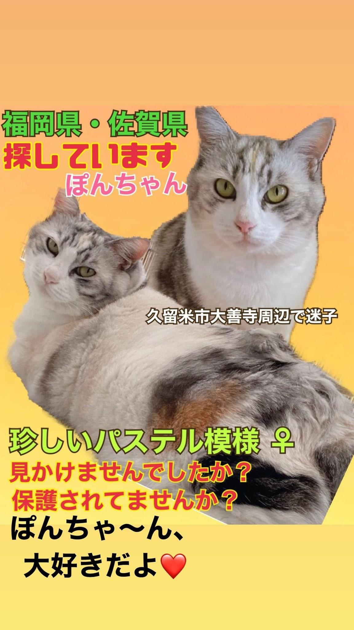 16263