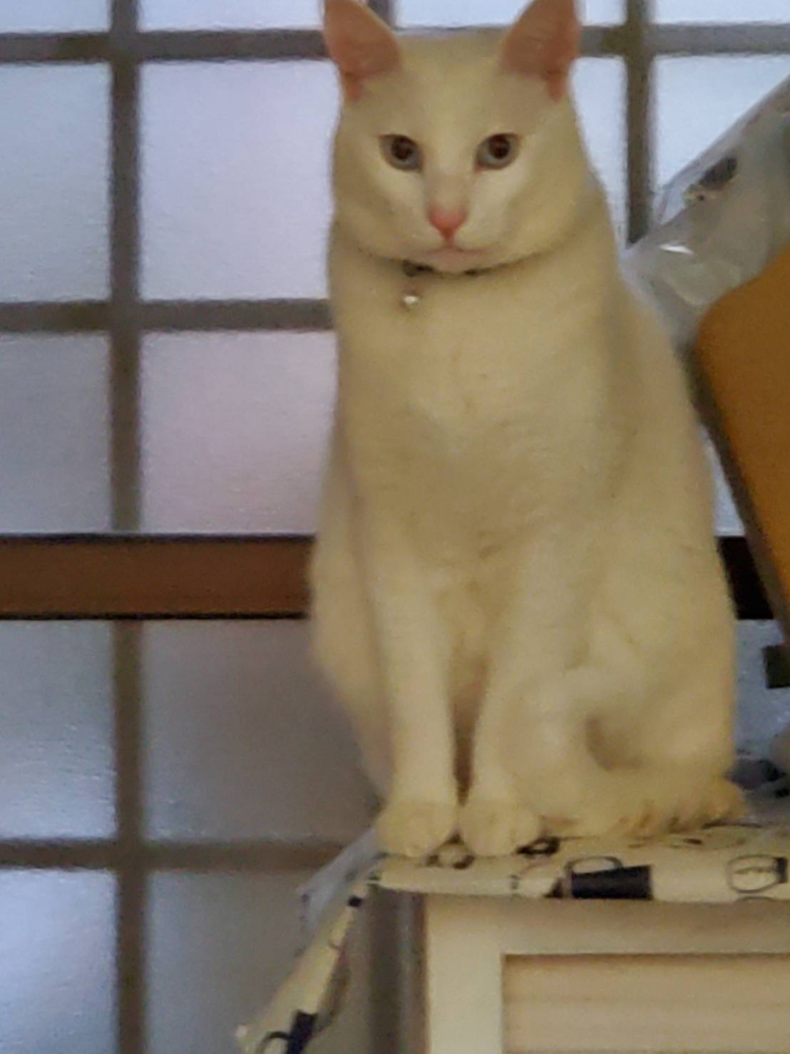 16290