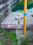 16431