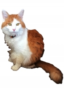 16585