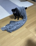 17626
