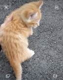 18038