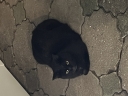 18073