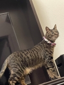 18102