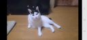 21294