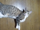 21727