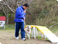 犬のしつけイメージ写真