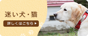 迷い犬・猫