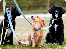 飼い犬イメージ写真