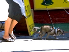 犬の散歩イメージ写真