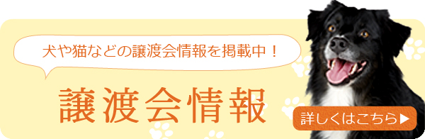 イベント情報や犬猫情報を定期的に配信中！わんにゃんよかネットメールマガジン